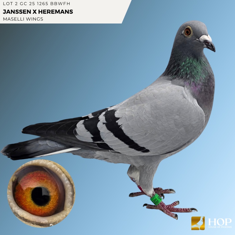 Lot 2 GC 25 1265 BBWFH JANSSEN x HERMANS