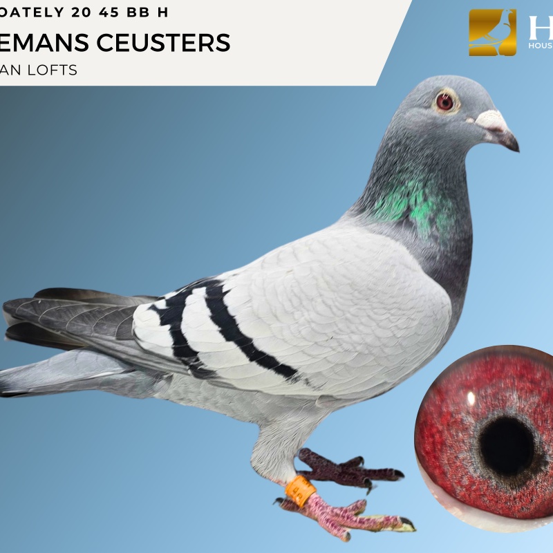 Lot 2 OATELY 20 45 BB H HEREMANS CEUSTERS