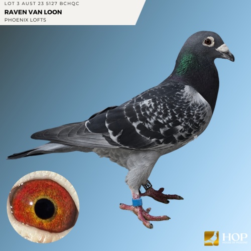 Lot 3 AUST 23 5127 BCHQC RAVEN VAN LOON
