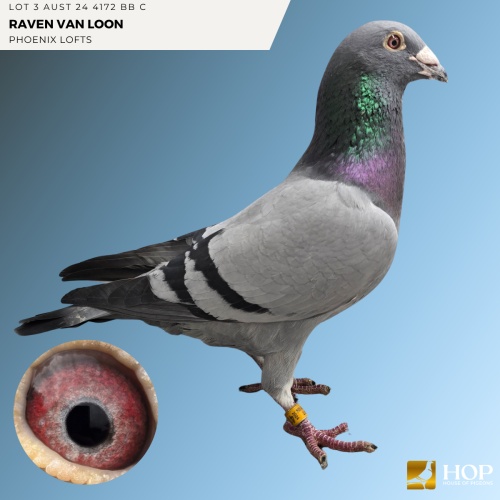 Lot 3 AUST 24 4172 BB C Raven Van Loon