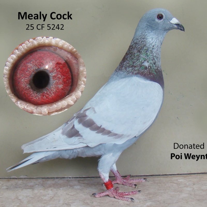 Lot 3 CCF 25 5242 Mealy Cock P and P Weynton