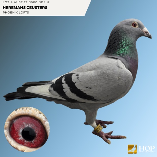 Lot 4 AUST 22 3900 BBF H Heremans Ceusters