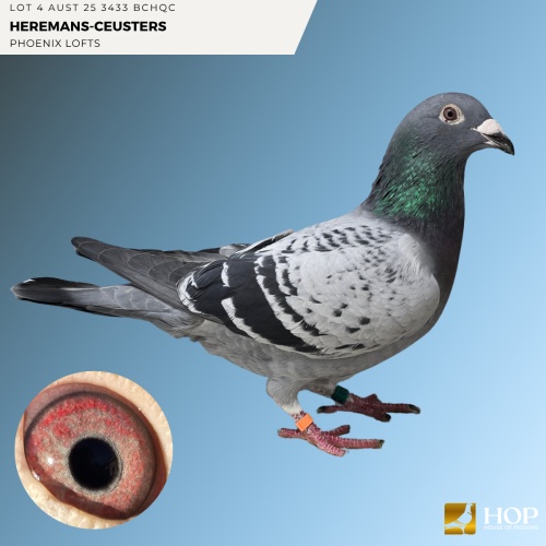 Lot 4 AUST 25 3433 BCHQC HEREMANS-CEUSTERS