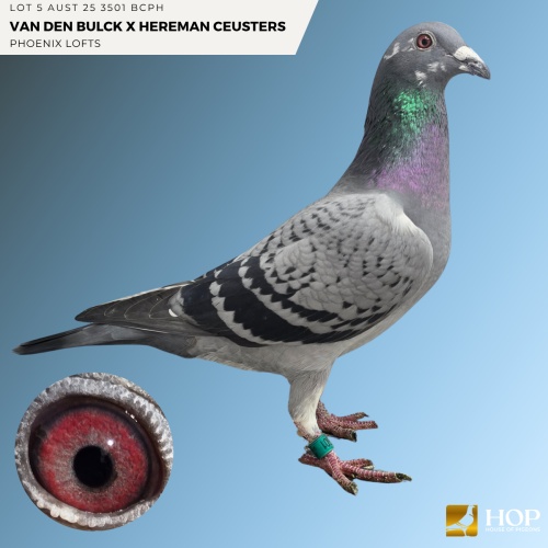 Lot 5 AUST 25 3501 BCPH VAN DEN BULCK X HEREMAN CUESTERS