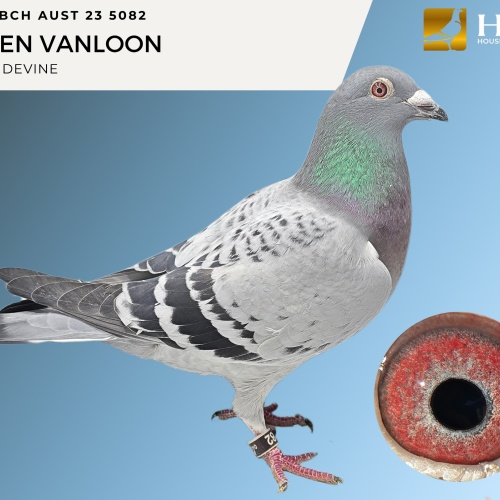 Lot 5 BCH AUST 23 5082 RAVEN VAN LOON