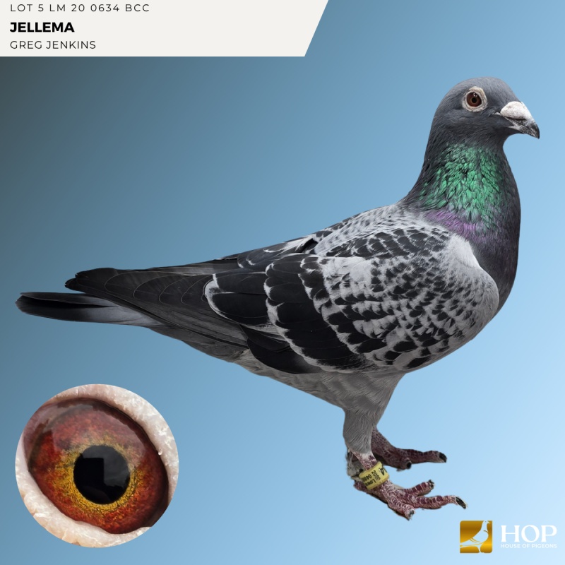 Lot 5 LM 20 0634 BCC JELLEMA