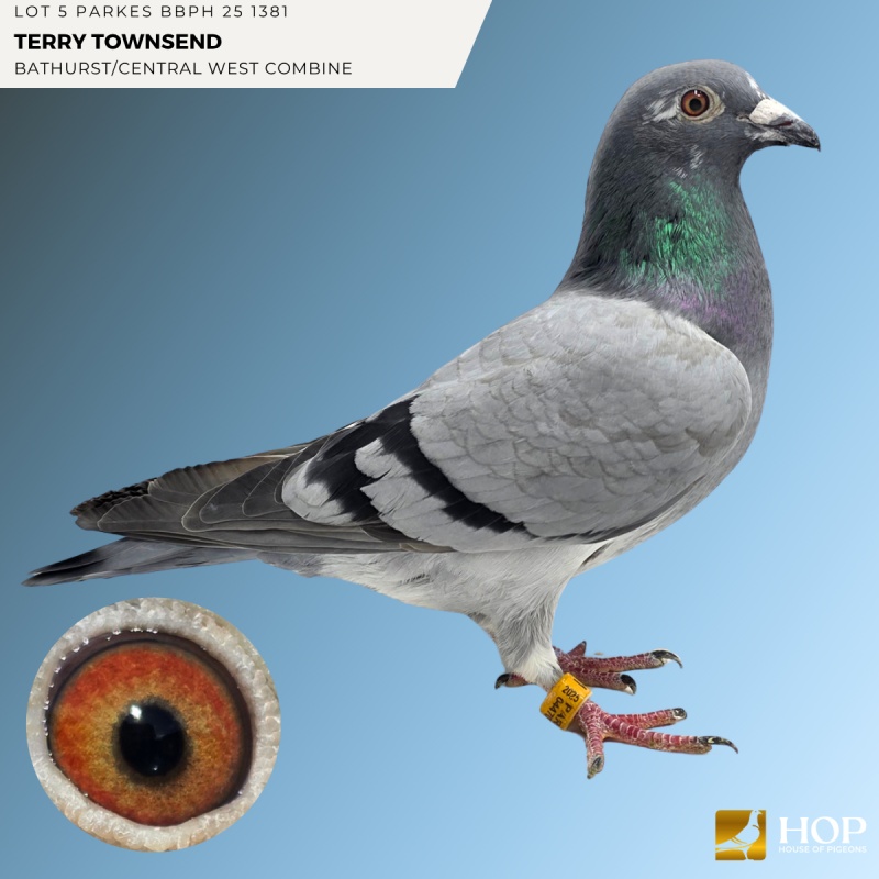 Lot 5 PARKES BBPH 25 1381 TERRY TOWNSEND