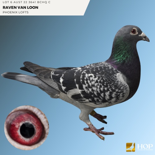 Lot 6 AUST 22 3641 BCHQ C Raven Van Loon