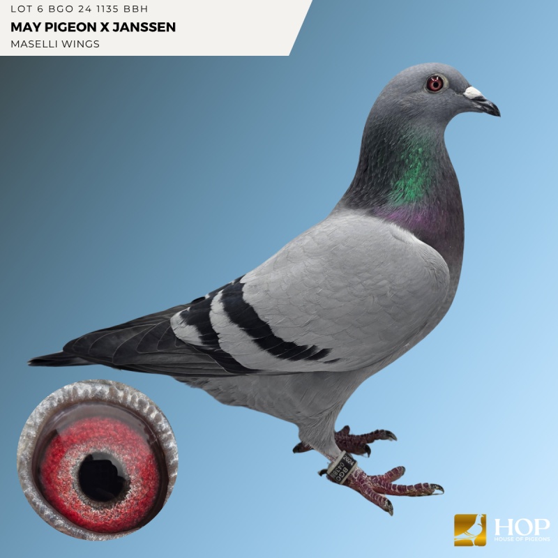 Lot 6 BGO 24 1135 BBH MAY PIGEON x JANSSEN