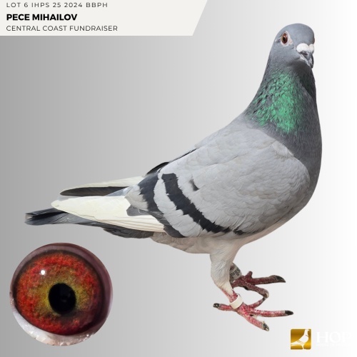 Lot 6 IHPS 25 2024 BBPH PECE MIHAILOV