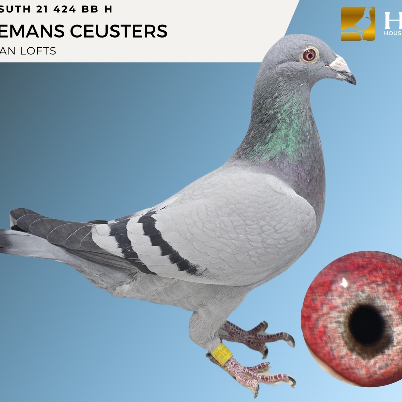 Lot 6 SUTH 21 424 BB H HEREMANS CUESTERS