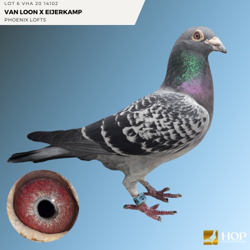 Lot 6 VHA 20 14102 VAN LOON X EIJERKAMP