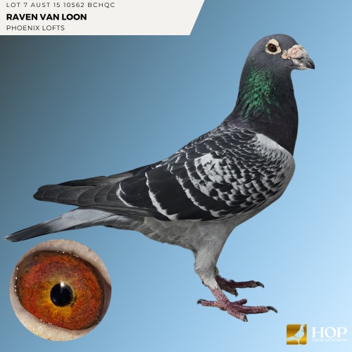 Lot 7 AUST 15 10562 BCHQC RAVEN VAN LOON