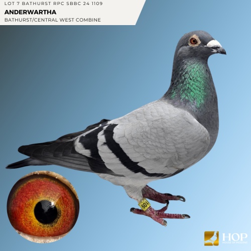 Lot 7 BATHURST RPC SBBC 24 1109 ANDERWARTHA