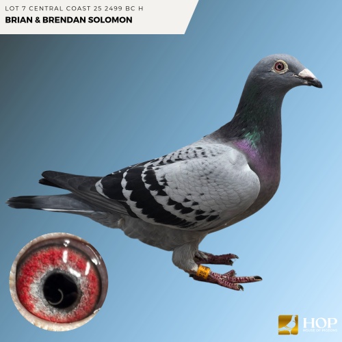 Lot 7 Central Coast 25 2499 BC H BRIAN & BRENDAN SOLOMON