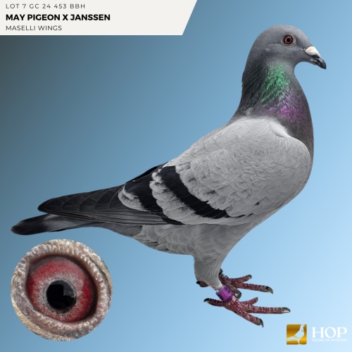 Lot 7 GC 24 453 BBH MAY PIGEON x JANSSEN