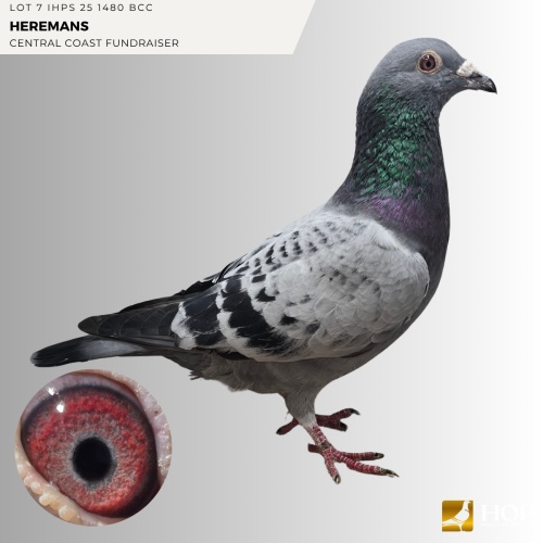 Lot 7 IHPS 25 1480 BCC HEREMAN