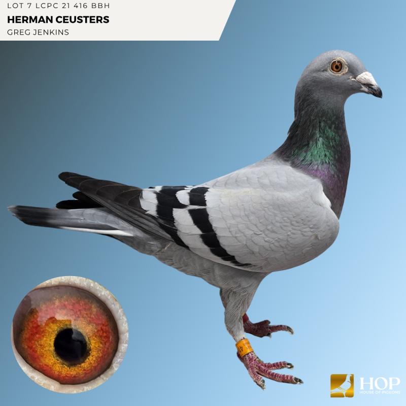 Lot 7 LCPC 21 416 BBH HERMAN CEUSTERS