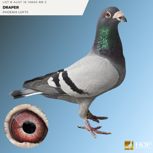 Lot 8 AUST 16 10600 BB C Draper