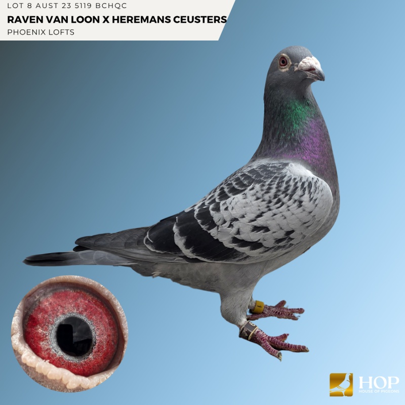 Lot 8 AUST 23 5119 BCHQC RAVEN VAN LOON X HEREMANS CEUSTERS