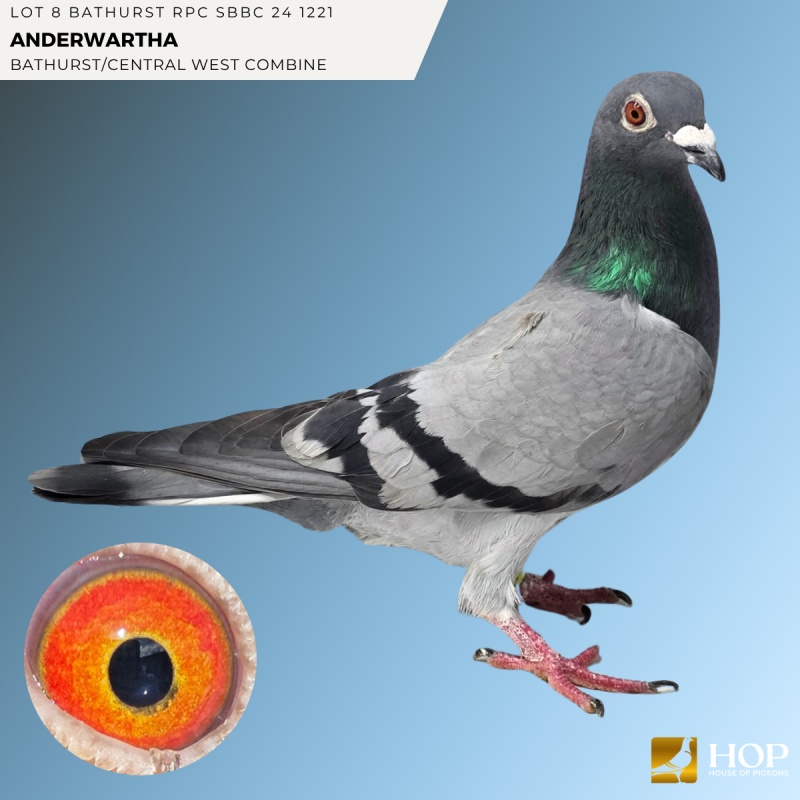 Lot 8 BATHURST RPC SBBC 24 1221 ANDERWARTHA