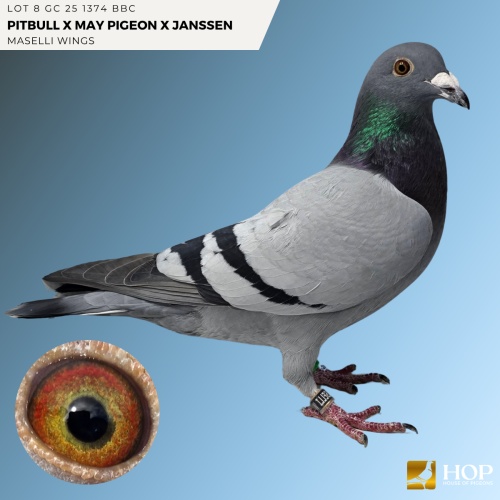 Lot 8 GC 25 1374 BBC PITBULL x MAY PIGEON x JANSSEN