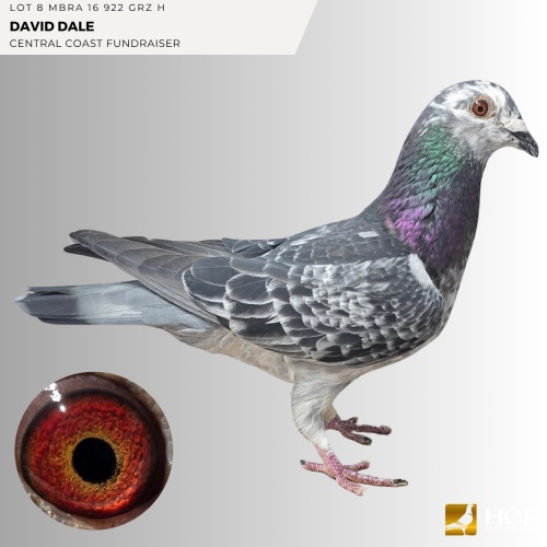 Lot 8 MBRA 16 922 GRZ H DAVID DALE