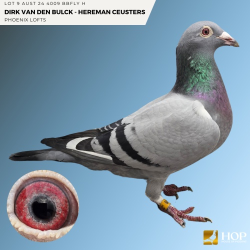 Lot 9 AUST 24 4009 BBFLY H Dirk Van Den Bulck - Hereman Ceusters