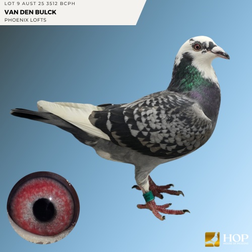 Lot 9 AUST 25 3512 BCPH VAN DEN BULCK