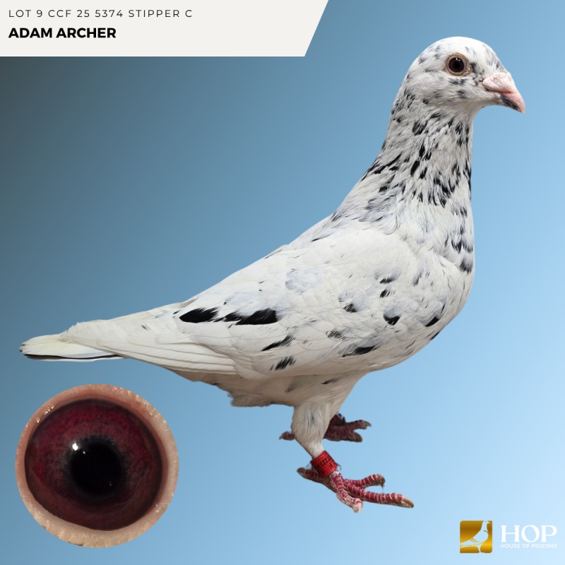 Lot 9 CCF 25 5374 STIPPER C ADAM ARCHER