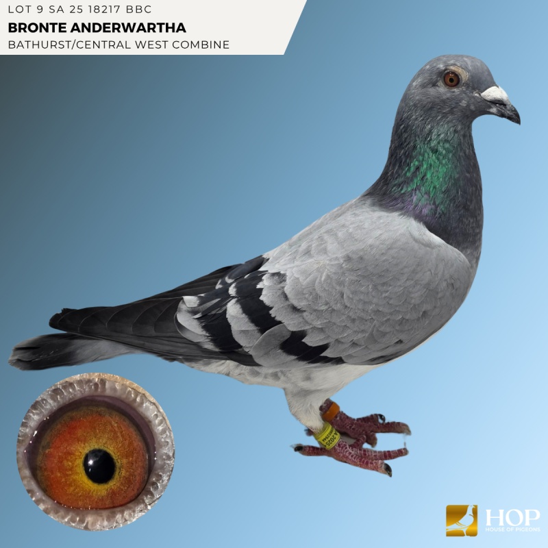 Lot 9 SA 25 18217 BBC BRONTE ANDERWARTHA