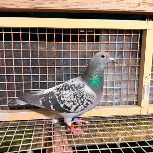 Lot 12 VHA 22 6402 H Raph Lay